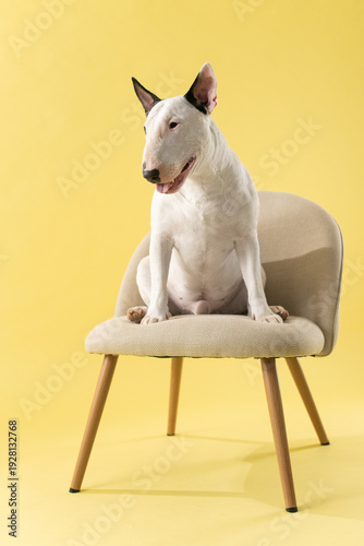 Elegant White Bull Terrier Sitting on Modern Chair in Minimal Yellow Studio