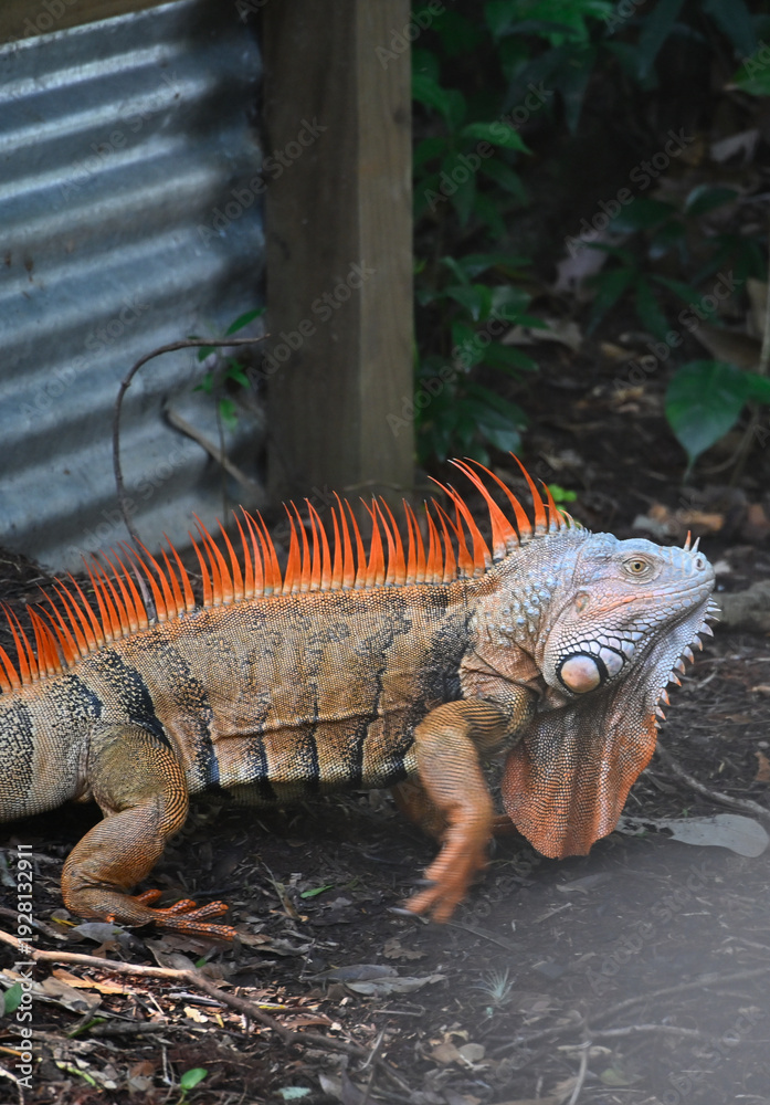 Fototapeta premium Iguana