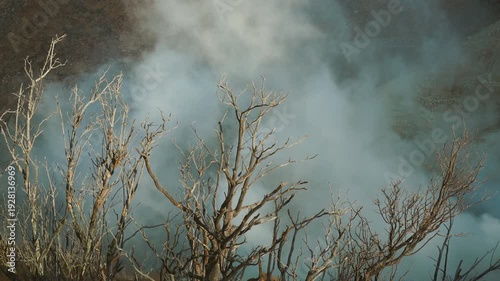 Leafless tree with sulfurous fumes smokes at Owakudani, Hakone, Japan