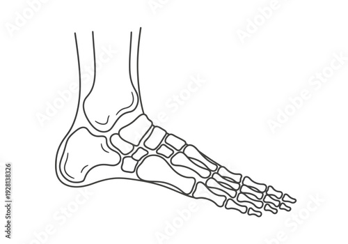Outline drawing of the bones of the human ankle and foot in profile
