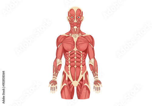 Anterior view illustration of the human muscular system on a white background