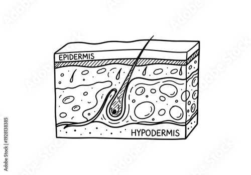 Black and white diagram illustrating the crosssection of skin layers including the epidermis and hypodermis