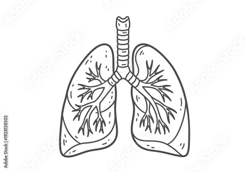 Black and white outline drawing of human lungs and trachea