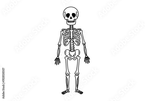 Black and white outline drawing of a human skeleton standing upright