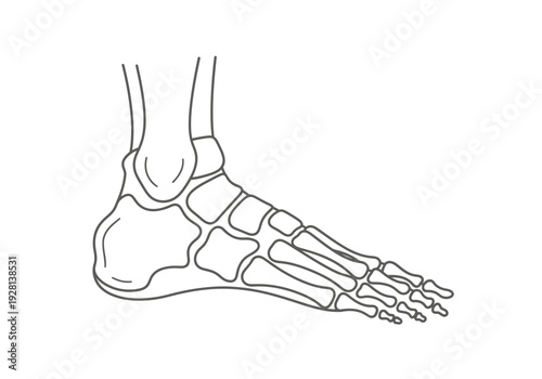 Line drawing illustration of the lateral view of human foot and ankle bones