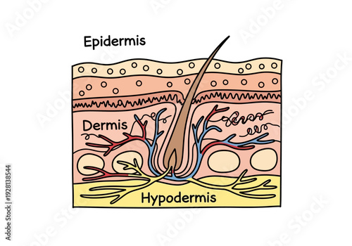 Diagram labeling the three main layers of human skin Epidermis Dermis and Hypodermis