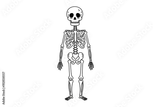 Outline drawing of a standing human skeleton on a white background