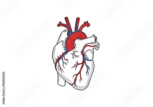 Stylized anatomical drawing of a human heart with major vessels colored red and blue