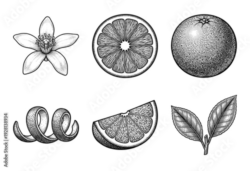 Vintage engraving style collection of citrus fruit botanical elements featuring whole orange, slices, blossoms, and leaves for culinary and organic design.
