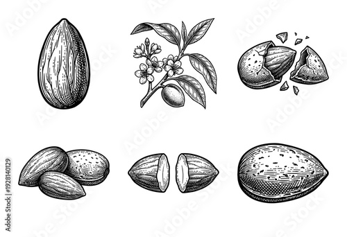 Almond nut botanical illustration set featuring hand drawn sketches of whole kernels, shells, flowers, and leaves in vintage woodcut style