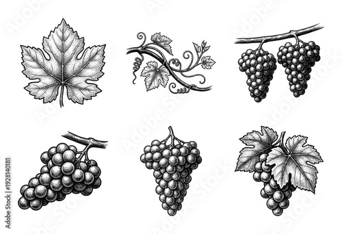 Vintage engraving collection of grape clusters and vine leaves in a classic woodcut style
