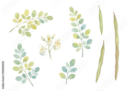 Watercolor Moringa Illustration / 水彩のモリンガのイラスト