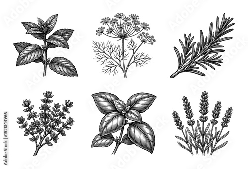 Set of botanical hand drawn culinary and aromatic herb sketches featuring mint dill rosemary thyme basil and lavender in a vintage engraved woodcut style.