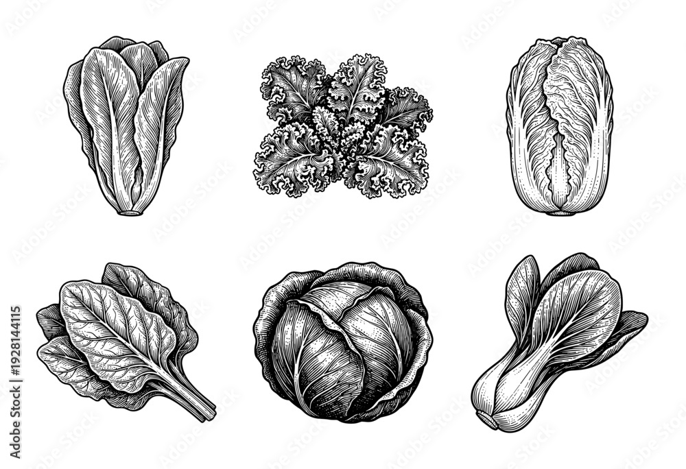 Fototapeta premium Set of hand drawn leafy green vegetable illustrations featuring cabbage kale bok choy and romaine lettuce in a vintage woodcut engraving style