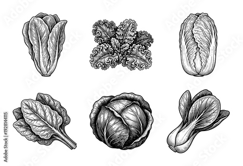 Set of hand drawn leafy green vegetable illustrations featuring cabbage kale bok choy and romaine lettuce in a vintage woodcut engraving style