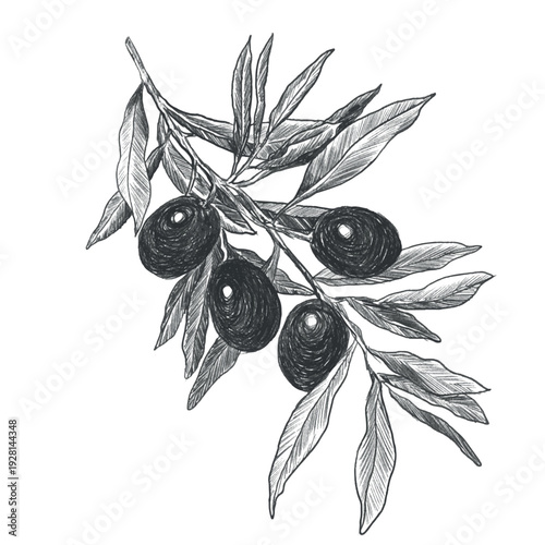 Hand drawn olive branch with leaves and olives in vintage engraving style. Black and white botanical line art isolated on white background for packaging, labels, menus and Mediterranean design