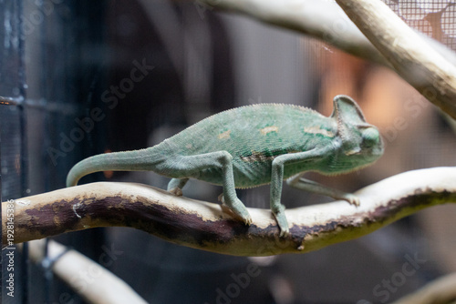 A striking photograph capturing a Veiled Chameleon perched confidently on a natural tree branch. The image emphasizes the reptile’s tall casque, textured scales, and vibrant green coloration accented 
