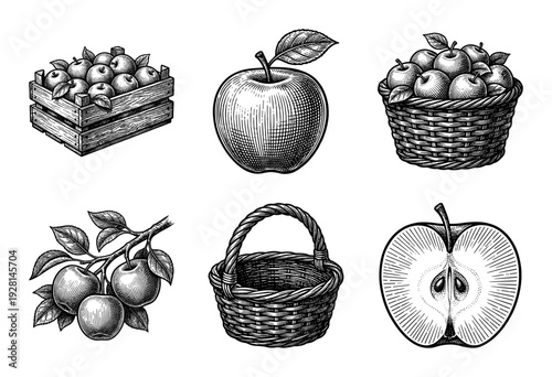 Vintage woodcut style apple harvest collection featuring a wooden crate, wicker baskets, fresh fruit on branches, and cross section slice