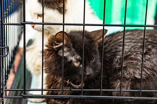 Two homeless dirty sad cats together sitting in a metal transport cage