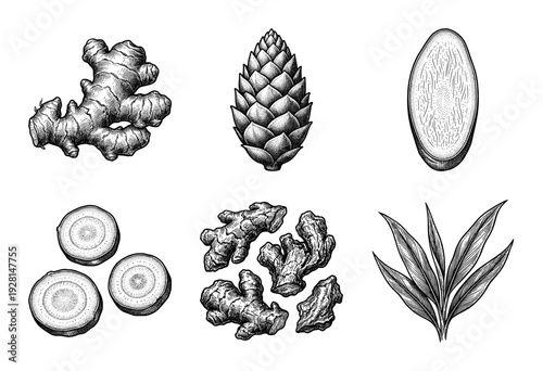 Vintage style botanical illustrations of fresh ginger root rhizome, sliced pieces, budding flower, and leaves in black and white woodcut etching.