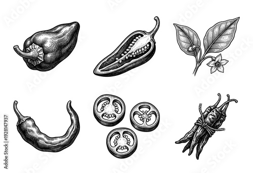 Vintage hand drawn engraving of chili pepper varieties including whole pods, sliced sections, and botanical plant leaves with blossoms
