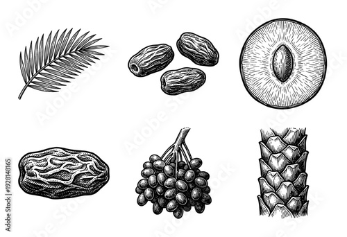 Vintage engraved illustration of date palm elements including fruit bunch, single dates, cross section, frond, and textured bark trunk