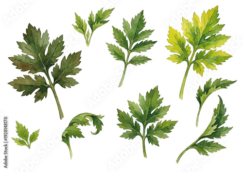 Watercolor Ashitaba Illustration / 水彩の明日葉のイラスト