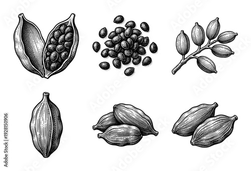 Vintage hand drawn cardamom engraving set featuring whole pods open husks seeds and botanical branches in a detailed woodcut style