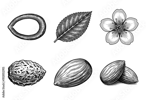 Vintage botanical woodcut illustration set featuring almond nut, fruit pit, serrated leaf, and cherry blossom flower in a classic engraving style.