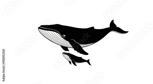 Black and white illustration of a whale and its calf swimming together.
