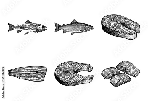 Vintage engraving set of salmon fish anatomy including whole fish, skeleton, fresh steaks, fillet, and sliced portions for culinary design.