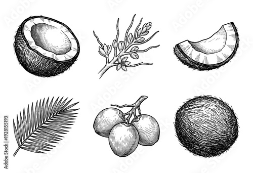 Set of coconut palm botanical illustrations including whole fruit, sliced halves, leaves, and flowering branch in vintage woodcut engraving style.