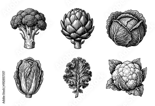 Vintage style botanical illustration set featuring a collection of cruciferous vegetables and an artichoke in a black and white hand drawn woodcut engraving style.
