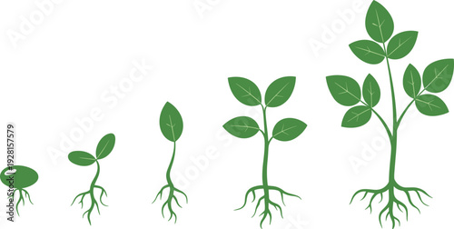 Plant growth stages illustration, seed germination process, root development, green sprout lifecycle, botanical education concept, isolated on white background vector
