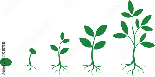 Plant growth stages vector illustration, seed germination to mature tree development sequence with green sprout lifecycle isolated on white background