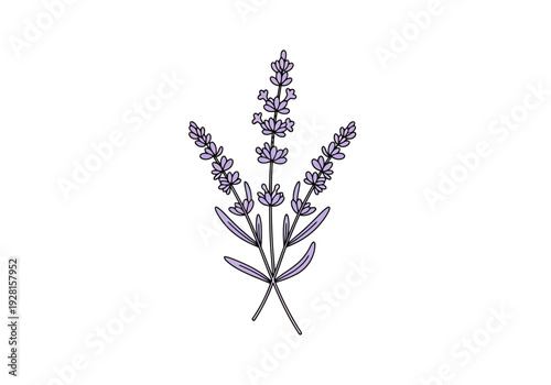 Botanical Drawing of Three Lavender Stems with Detailed Blossoms and Leaves on a Clean White Background