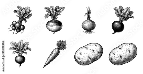 Vintage engraving style collection of root vegetables including potato, carrot, onion, radish, and beet in a detailed black and white woodcut aesthetic.