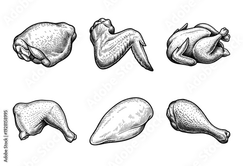 Vintage engraving style collection of raw chicken meat cuts including whole poultry, breast, wing, drumstick, and thigh for butchery or culinary design.