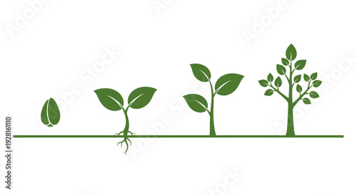 Plant Growth Stages from Seed to Maturity.
