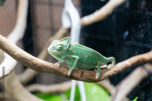 A striking photograph capturing a Veiled Chameleon perched confidently on a natural tree branch. The image emphasizes the reptile’s tall casque, textured scales, and vibrant green coloration accented 