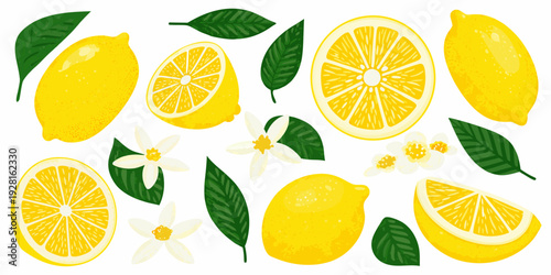 Bright yellow lemons slices blossoms and green leaves in a colorful arrangement
