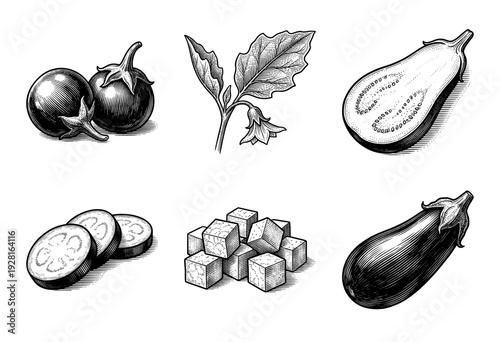 Vintage style engraving collection of eggplant showing whole vegetable, cross section, cubes, and botanical plant with leaves.