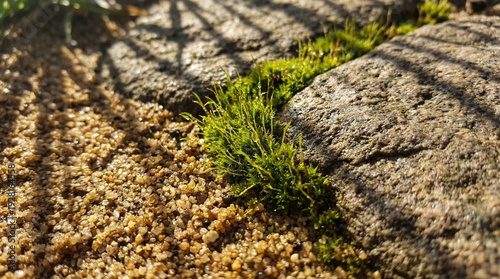 A macro view of vibrant green moss clinging to rough stone