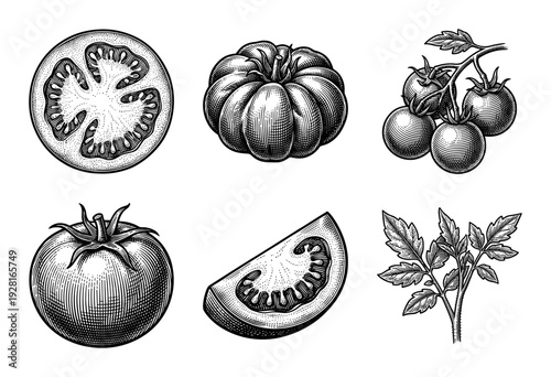 Set of tomato botanical illustrations featuring whole fruit, cross sections, slices, and leaves in a vintage woodcut engraving style