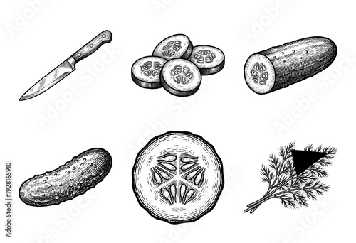 Vintage engraving set of cucumber illustrations featuring whole fruit, slices, dill herbs, and a kitchen paring knife