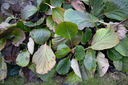 Canvas Print Large Bergenia (Elephant's Ears) leaves with winter discoloration in a garden be