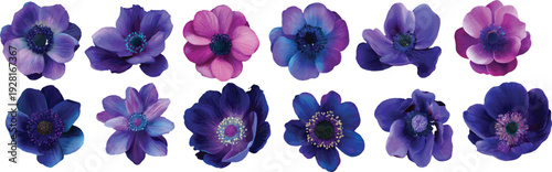 violet crocuses isolated on white