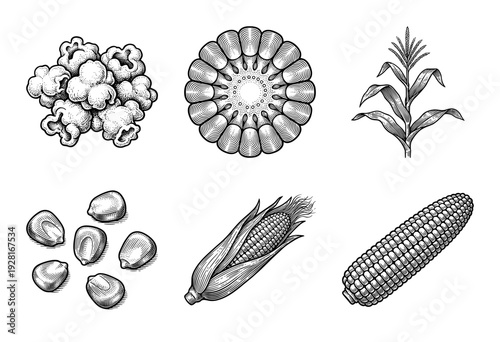 Vintage style engraving collection of corn botanical elements including cob husk kernels and popcorn in hand drawn line art style.