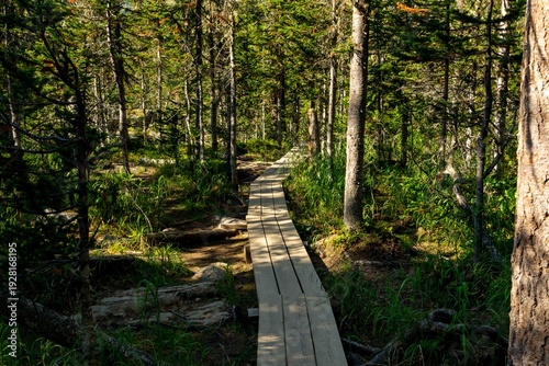 Slika na platnu A wooden path leading through a coniferous forest