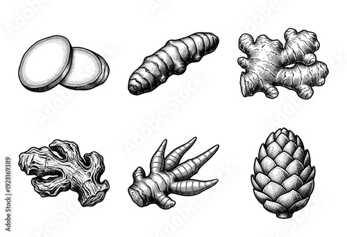 Vintage engraving style illustration of ginger turmeric rhizomes and aromatic spices collection set